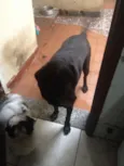 CACAU