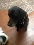 CACAU