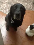 CACAU