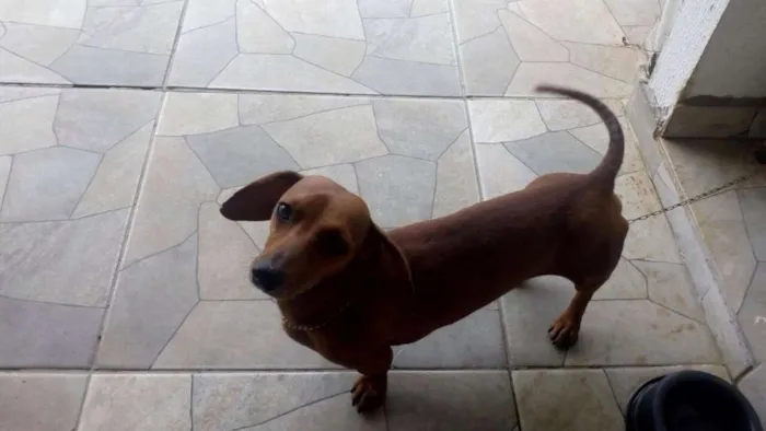 Cachorro ra a Basset-Cofap idade 5 anos nome Bem