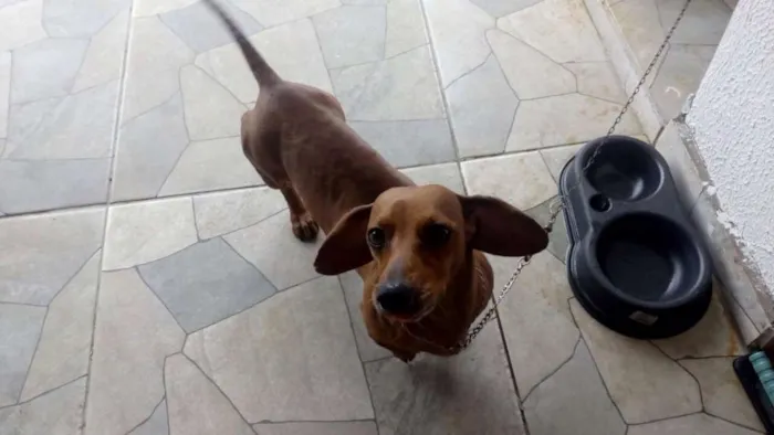 Cachorro ra a Basset-Cofap idade 5 anos nome Bem