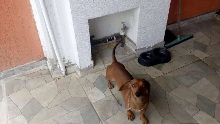 Cachorro ra a Basset-Cofap idade 5 anos nome Bem