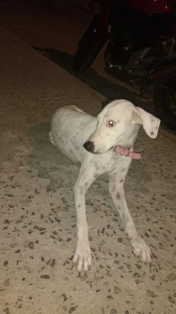 Cachorro ra a Dálmata idade  nome Branquinha