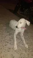 Branquinha