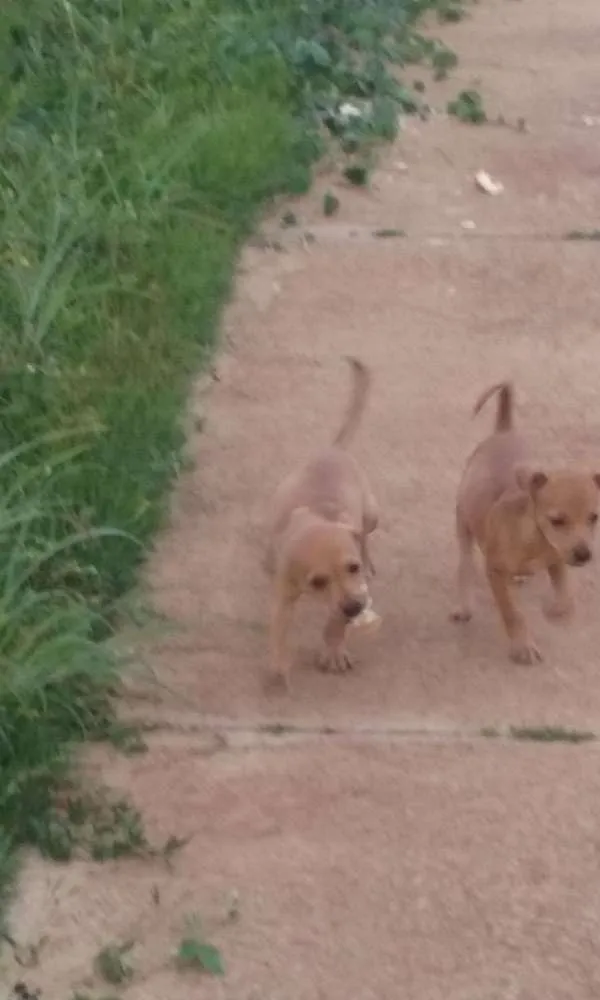 Cachorro ra a Misto idade Abaixo de 2 meses nome Sem nome