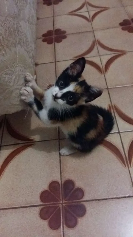 Gato ra a  idade Abaixo de 2 meses nome Não tem