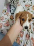 Pandora