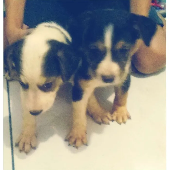 Cachorro ra a vira latas idade Abaixo de 2 meses nome emy e cindy