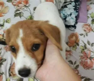 Cachorro raça SRD idade 2 a 6 meses nome Pandora