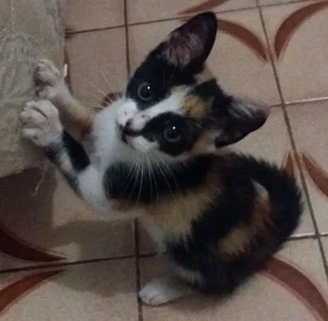 Gato ra a  idade Abaixo de 2 meses nome Não tem