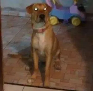 Cachorro raça Indefinido idade 7 a 11 meses nome Pink