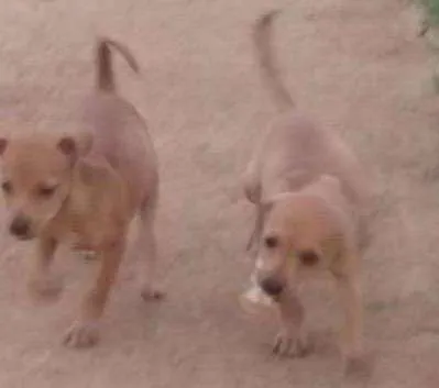 Cachorro ra a Misto idade Abaixo de 2 meses nome Sem nome