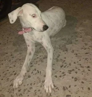 Cachorro raça Dálmata idade  nome Branquinha