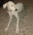 Branquinha