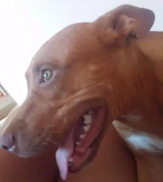 Cachorro ra a Pitibul  idade 7 a 11 meses nome Paçoca 