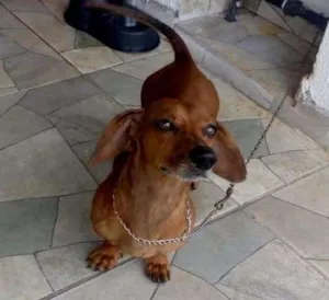 Cachorro raça Basset-Cofap idade 5 anos nome Bem