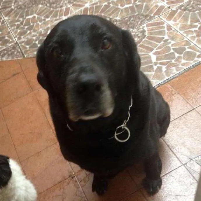Cachorro ra a LABRADOR idade 6 ou mais anos nome CACAU