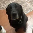 CACAU