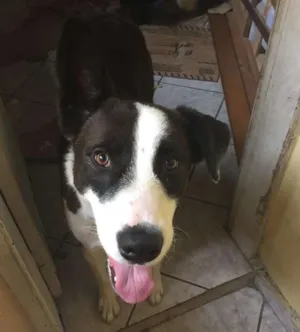 Cachorro raça SRD idade 2 anos nome Mike