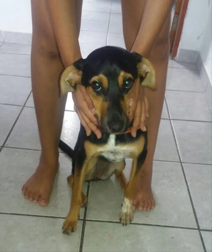 Cachorro ra a Vira-lata idade 7 a 11 meses nome Pantera