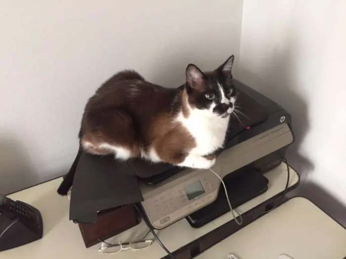 Gato ra a SRD idade 3 anos nome Gatinha