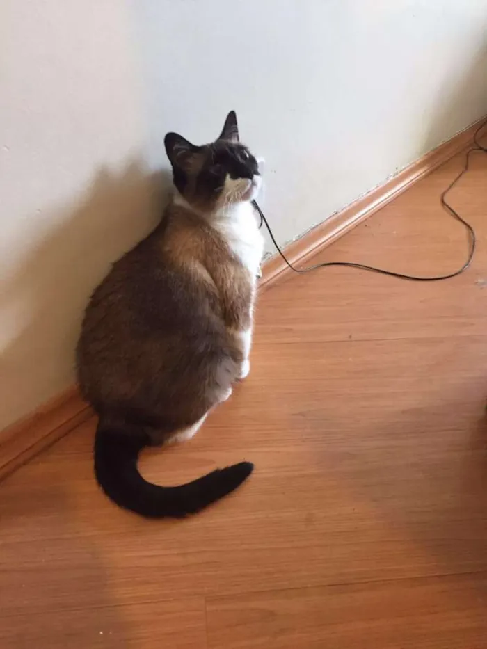 Gato ra a SRD idade 2 anos nome Slip