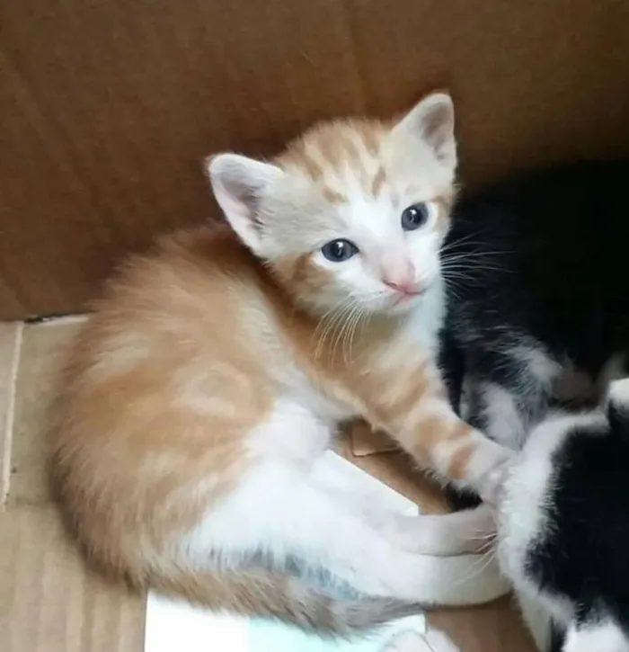 Gato raça Srd idade Abaixo de 2 meses nome Clara