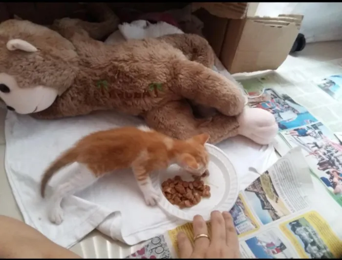 Gato raça Srd idade Abaixo de 2 meses nome Clara