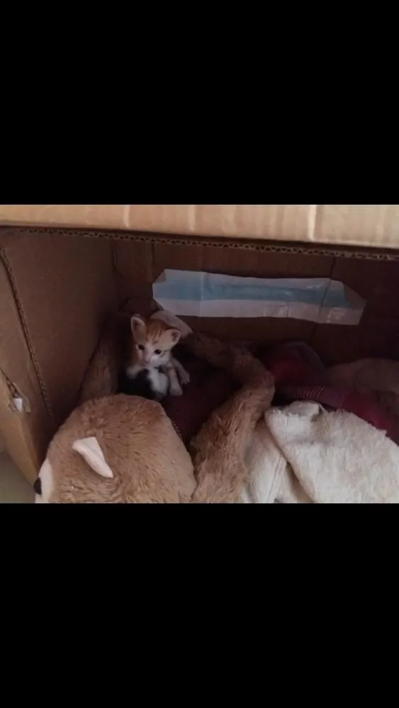 Gato raça Srd idade Abaixo de 2 meses nome Clara