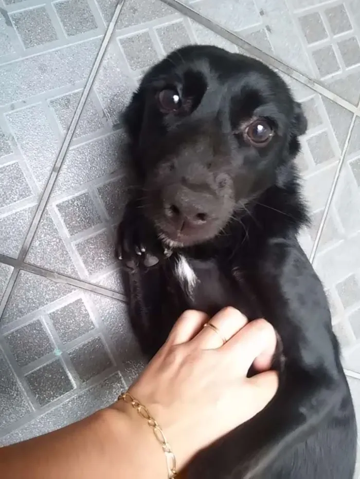 Cachorro raça vira lata idade 1 ano nome bella