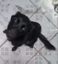 Cachorro raça vira lata idade 1 ano nome bella