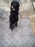 Cachorro raça vira lata idade 1 ano nome bella