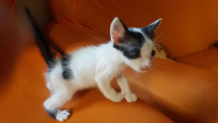 Gato ra a  idade Abaixo de 2 meses nome 4 gatos