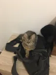 Nini e Frau