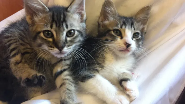 Gato ra a Vira lata idade 2 a 6 meses nome Nini e Frau