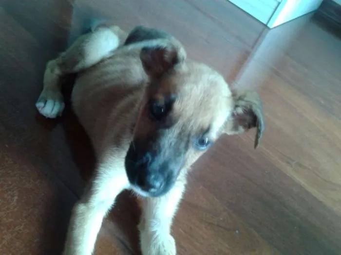 Cachorro ra a SRD idade Abaixo de 2 meses nome sem nome
