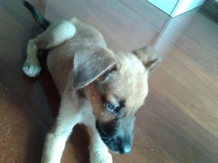 Cachorro ra a SRD idade Abaixo de 2 meses nome sem nome