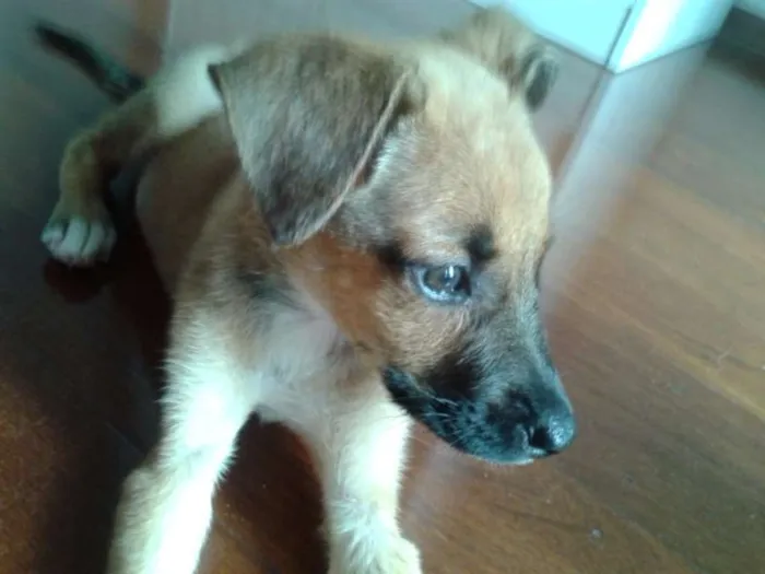 Cachorro ra a SRD idade Abaixo de 2 meses nome sem nome