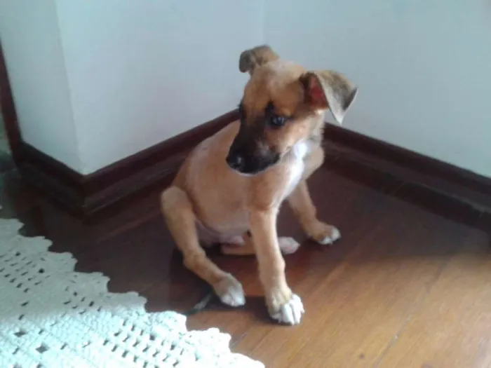 Cachorro ra a SRD idade Abaixo de 2 meses nome sem nome
