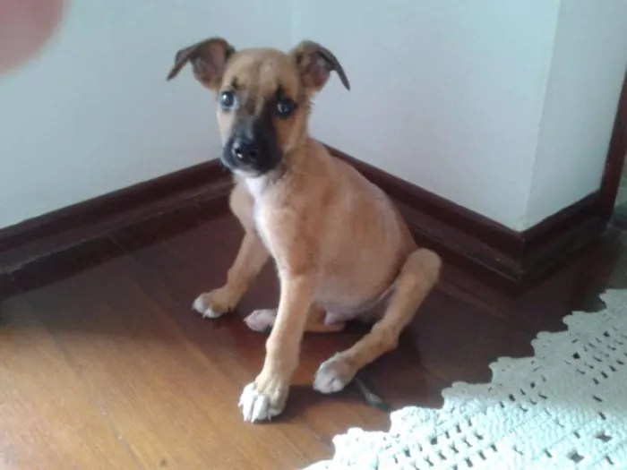 Cachorro ra a SRD idade Abaixo de 2 meses nome sem nome