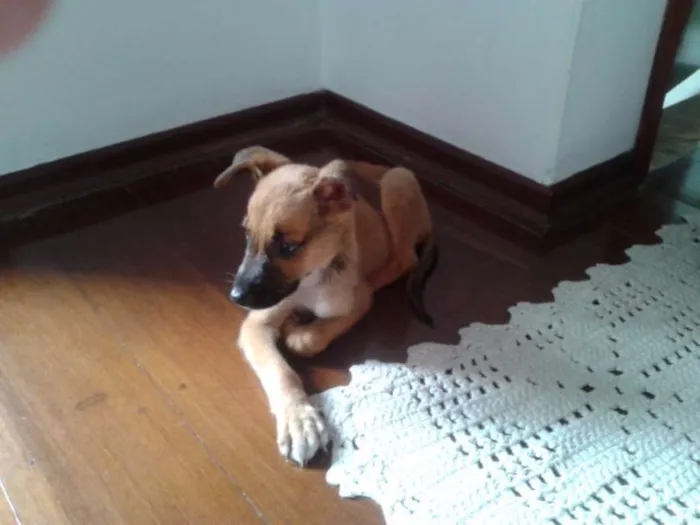 Cachorro ra a SRD idade Abaixo de 2 meses nome sem nome