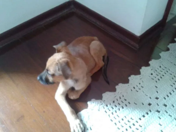 Cachorro ra a SRD idade Abaixo de 2 meses nome sem nome