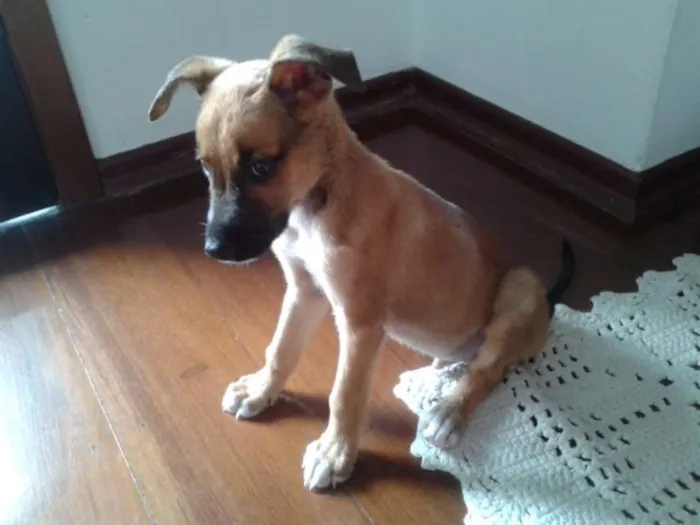 Cachorro ra a SRD idade Abaixo de 2 meses nome sem nome