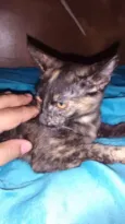 Beibidol