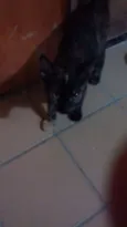 Beibidol