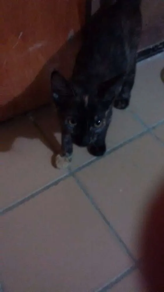 Gato ra a escaminhas idade 2 a 6 meses nome Beibidol