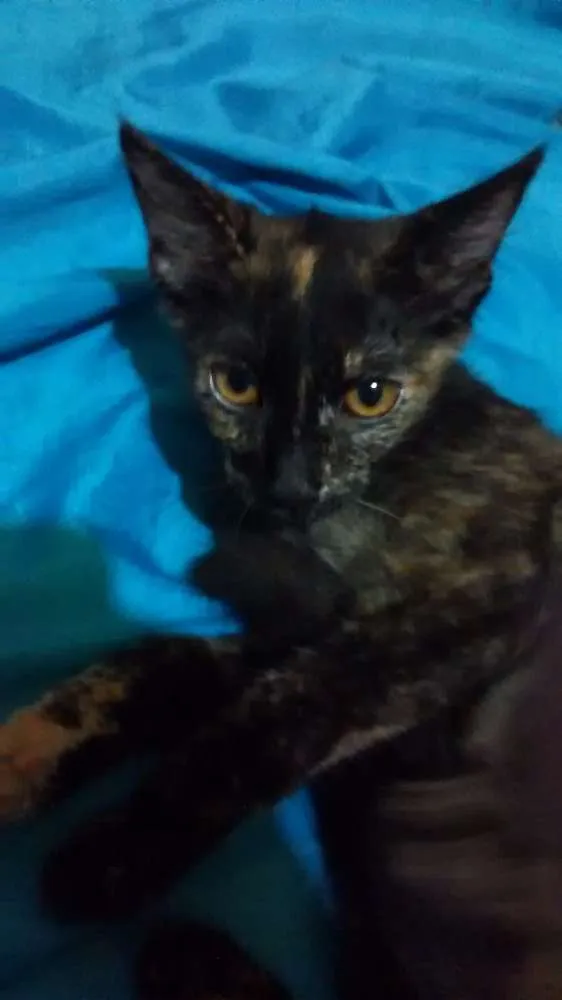 Gato ra a escaminhas idade 2 a 6 meses nome Beibidol