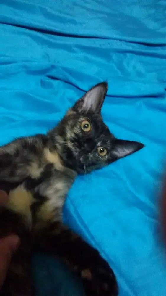 Gato ra a escaminhas idade 2 a 6 meses nome Beibidol