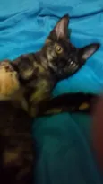 Beibidol