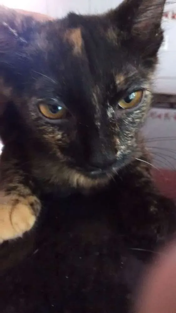 Gato ra a escaminhas idade 2 a 6 meses nome Beibidol